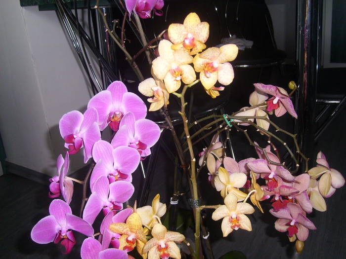SL273682 - Florile mele de orhidee