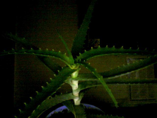 aloe - flori