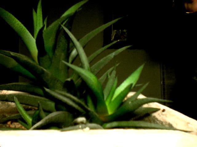 020420100151030937 - flori