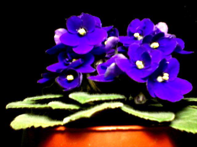 violete - flori