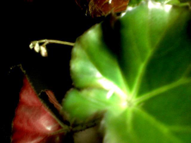 begonia gata sa infloreasca - flori