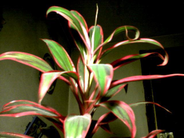 020420100151030562 - flori
