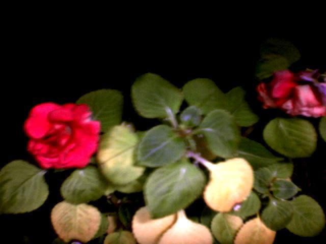 betiva - flori