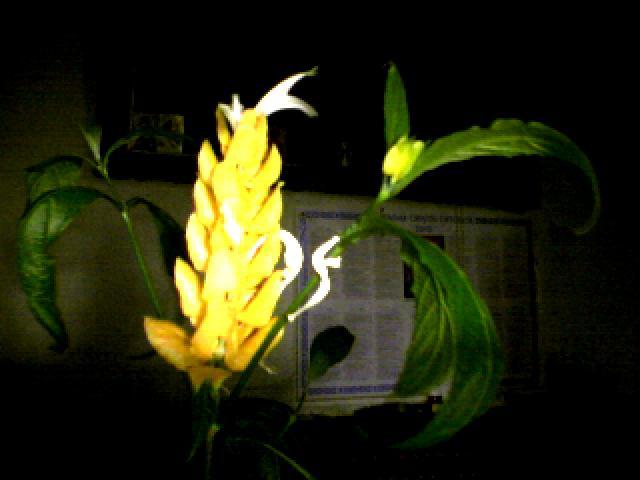 020420100214080750 - flori