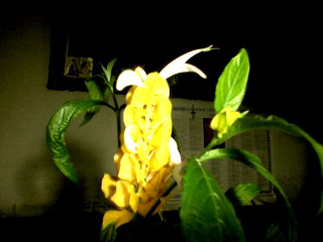 020420100214080671 - flori