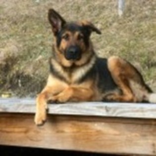 gocitama - cei care imi sunt prieteni