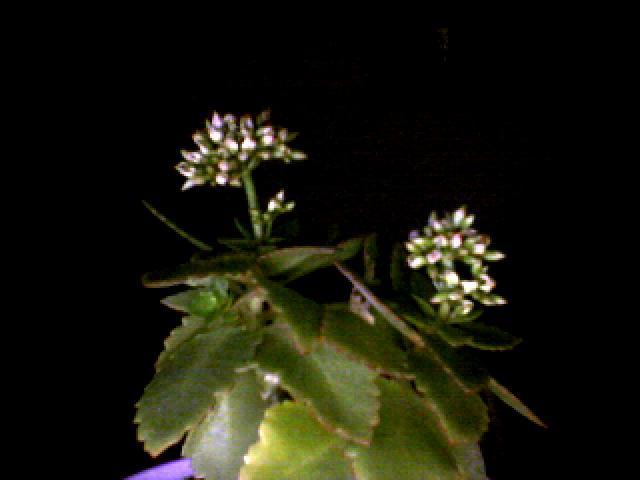 bobocei - flori