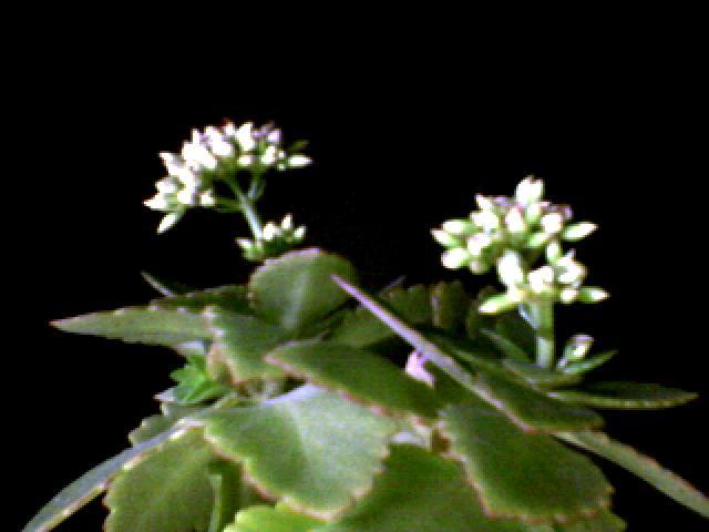 aproape flori... - flori