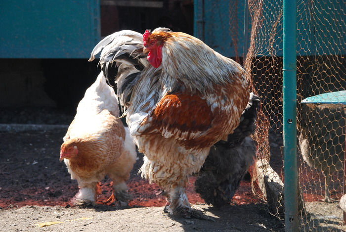 26 - 6 pasarile mele