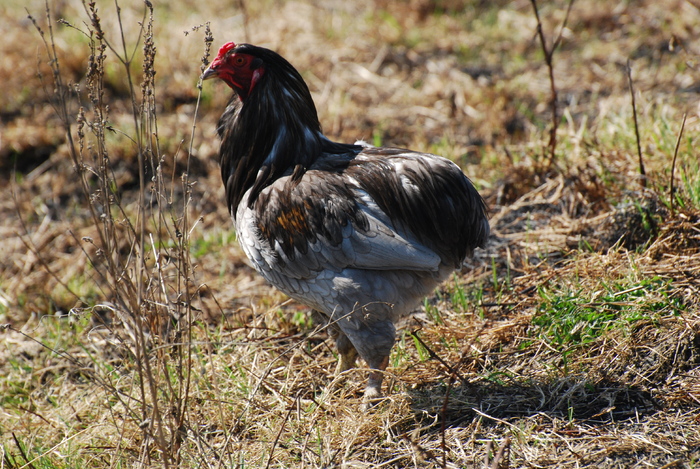 29 - 6 pasarile mele