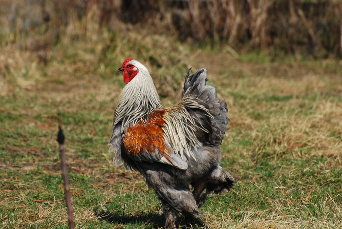 24 - 9 arhiva vanzari 2009