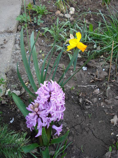 Hyacinth & Daffodil (2009, April 07) - 04 Garden in April