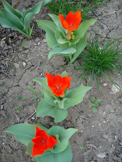 Tulipa Praestans Fusilier (2009, April 10) - 04 Garden in April