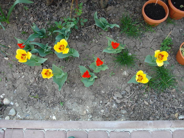 Red & Yellow tulips (2009, April 10); Tulips Praestans Fusilier (red) &amp; Tulips kaufmanniana Stresa (yellow).
