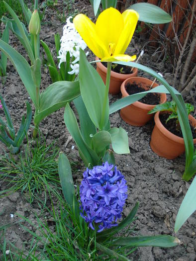 Hyacinths & Tulips (2009, April 10) - 04 Garden in April