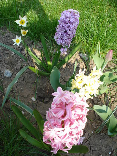 Spring colors (2009, April 10) - 04 Garden in April