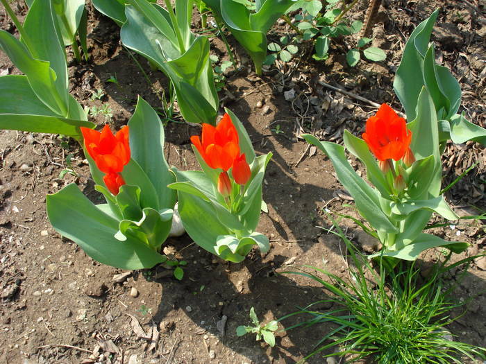 Tulipa Praestans Fusilier (2009, April 10) - 04 Garden in April