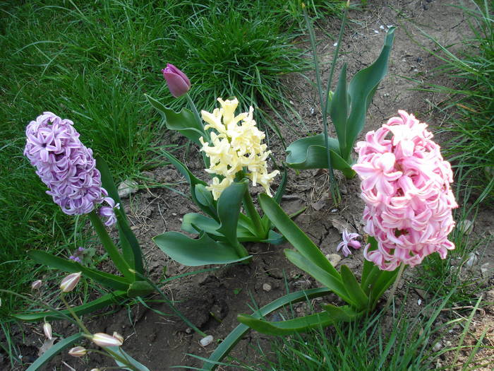 Hyacinths_Zambile (2009, April 11) - 04 Garden in April