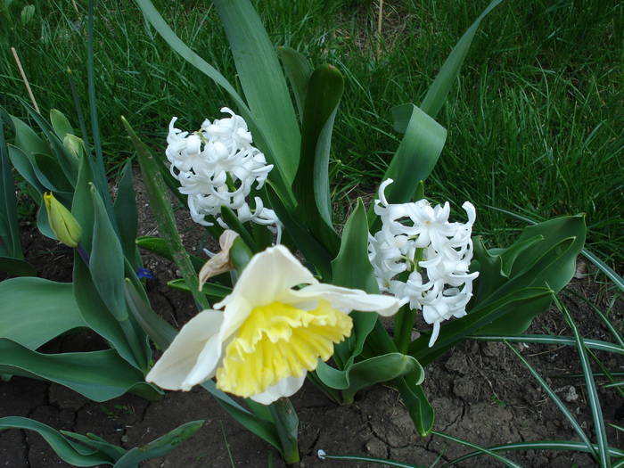 White spring (2009, April 11) - 04 Garden in April