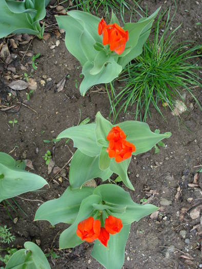 Tulipa Praestans Fusilier (2009, April 14)