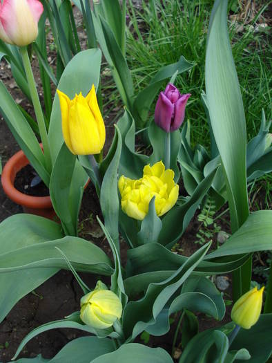 Tulips_Lalele (2009, April 15) - 04 Garden in April