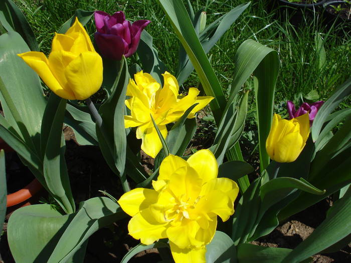 Yellow spring (2009, April 16) - 04 Garden in April