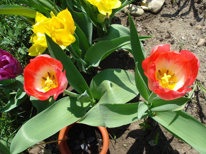 Tulips_Lalele (2009, April 16) - 04 Garden in April