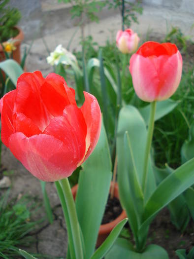 Red tulips (2009, April 17) - 04 Garden in April