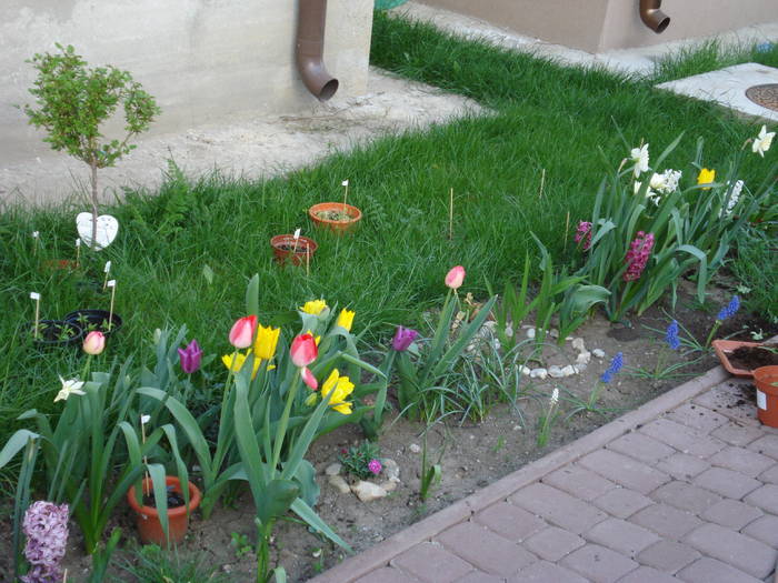 Spring garden (2009, April 17) - 04 Garden in April