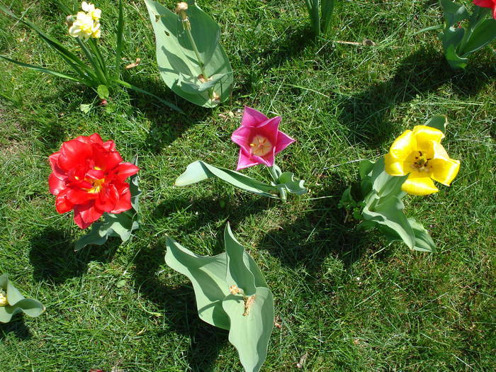 Tulips_Lalele (2009, April 18) - 04 Garden in April