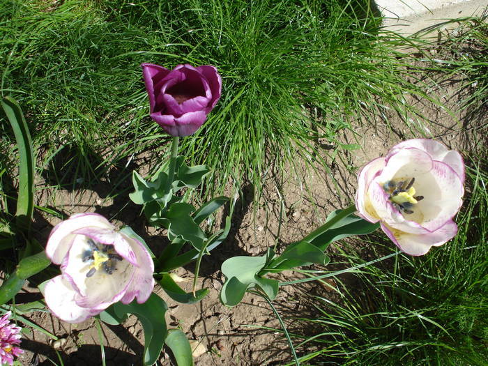 White & Purple tulips (2009, April 23) - 04 Garden in April