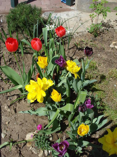 Spring colors (2009, April 23) - 04 Garden in April