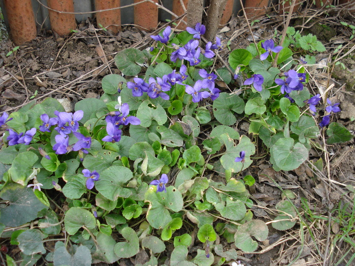 English Violet (2010, April 01) - SWEET VIOLET