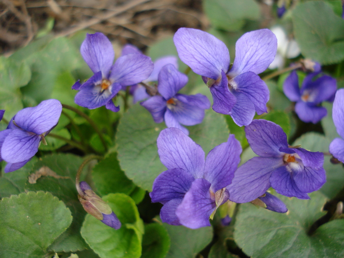 English Violet (2010, April 01)