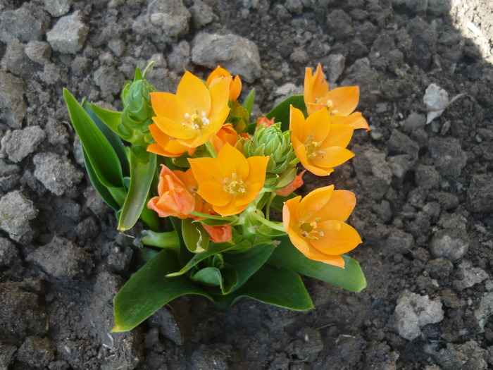 ornithogalum dubium - PRIMAVARA 2010