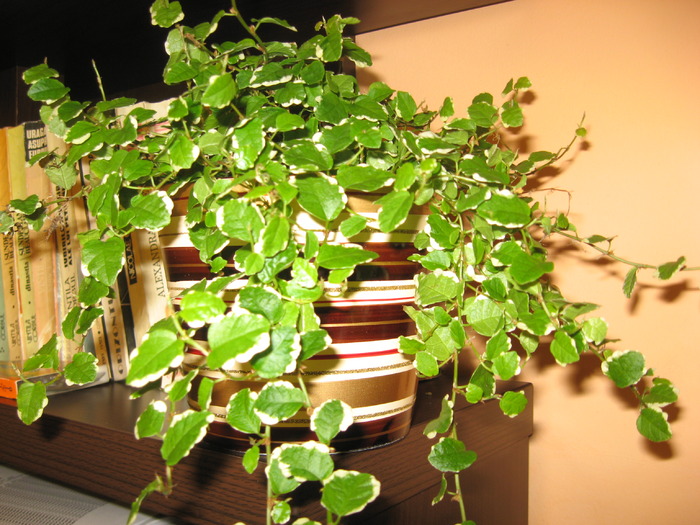 ficus pumila - ficus