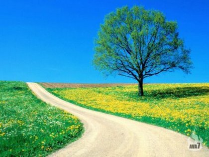 Spring_Road_1024 - Natura