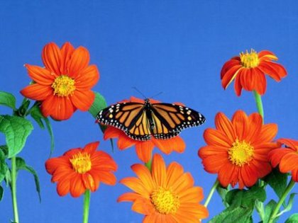 Flowerses_and_butterfly_-_Desktop_Wallpapers - Natura