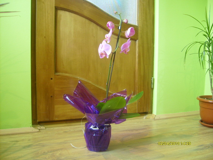 S6303377 - orchidee