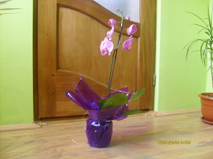 S6303378 - orchidee