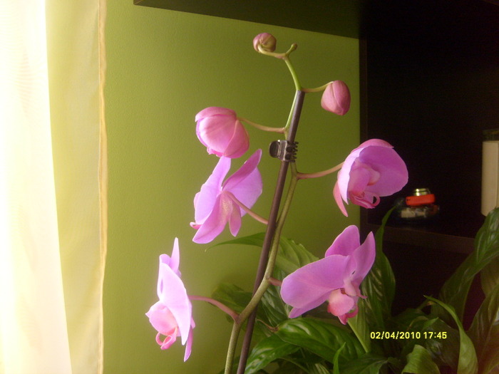 phalaenopsis - orchidee