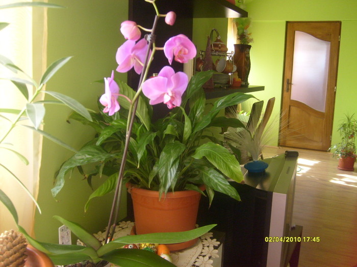 phalaenopsis - orchidee