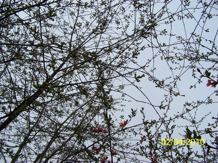 100_4060 - Primavara 2010 aprilie