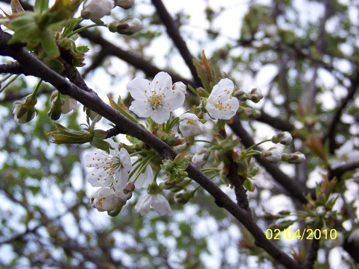 100_4190 - Primavara 2010 aprilie