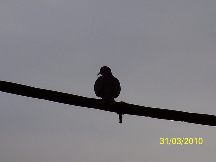 100_3804 - Primavara 2010 aprilie