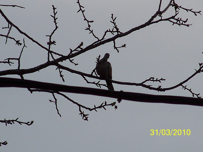 100_3812 - Primavara 2010 aprilie