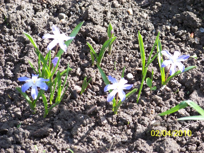 100_3956 - Primavara 2010 aprilie
