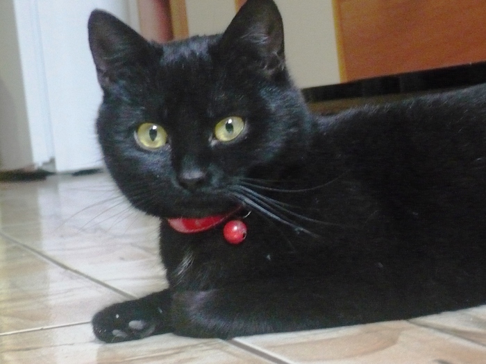 pisica neagra-1 poza justin bieber,1 poza dragutza cu ciara - magazin cu animale de companie