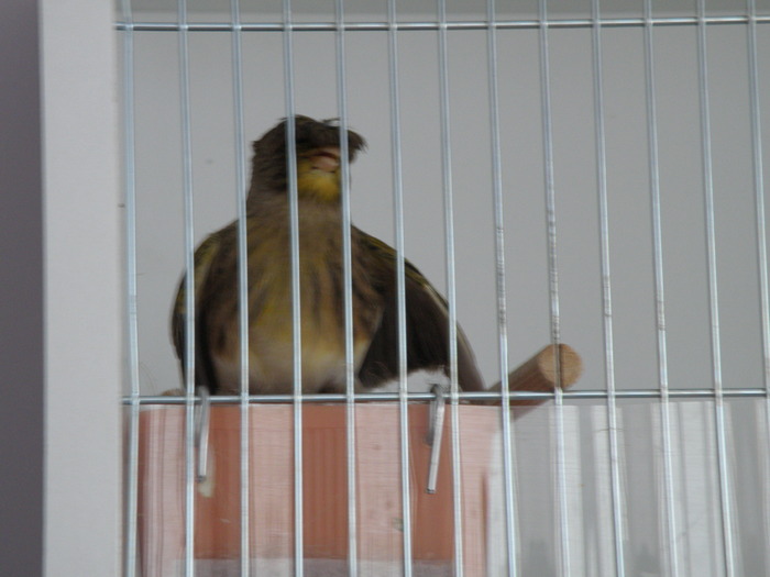 Picture 976 - canari 2010