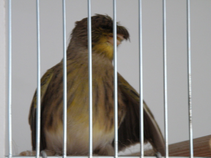 Picture 977 - canari 2010